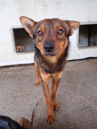 Adopter Sami