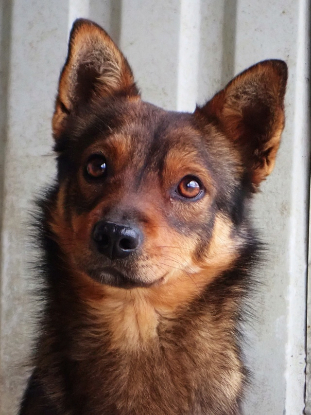 Adoption Sami