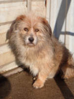 Adopter  chien : Senator