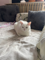 Adopter  chat : Mimine