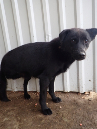 Adopter Blacky