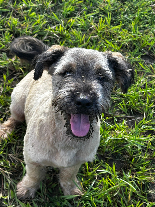 Adopter Kota