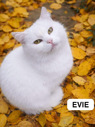 Adopter Evie