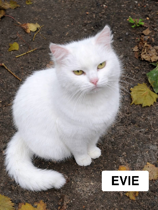Adopter Evie