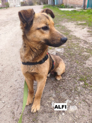 Adopter Alfi