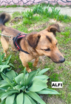 Adopter Alfi