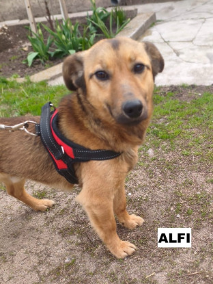 Adoption Alfi