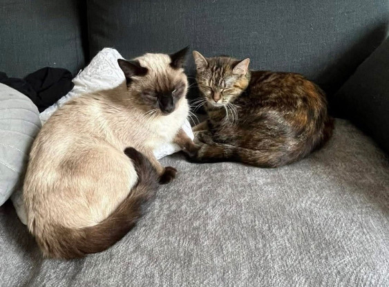 Adopter Carolyne et polydore