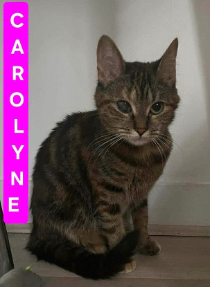 Adoption Carolyne et polydore