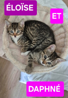 Adopter  chat : Daphné et éloïse