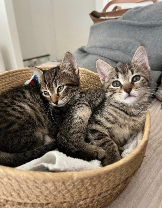 Adopter Daphné et éloïse