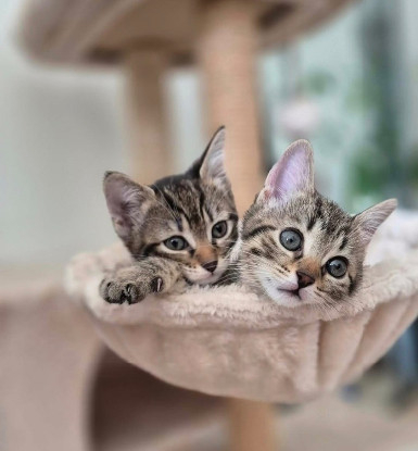 Adopter Daphné et éloïse