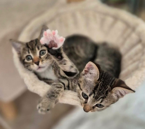 Adoption Daphné et éloïse