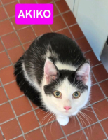 Adopter  chat : Akiko