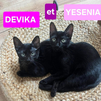Adopter Yesenia et devika