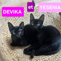Adopter  chat : Yesenia et devika