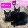 Yesenia et devika