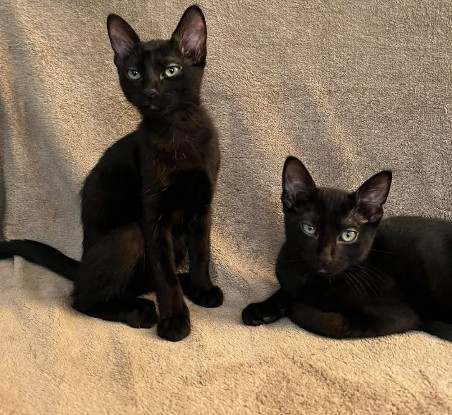 Adopter Yesenia et devika