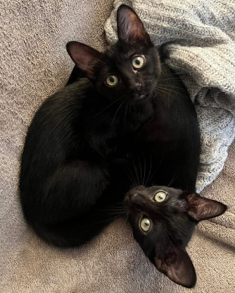 Adopter Yesenia et devika