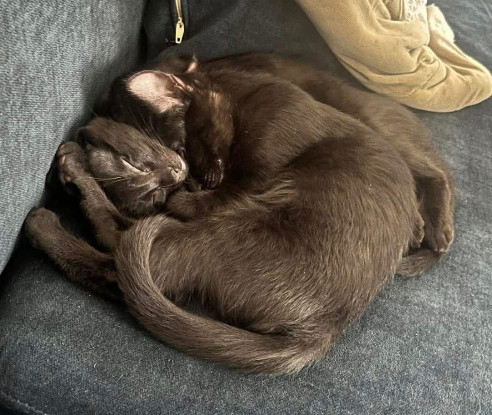 Adoption Yesenia et devika