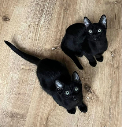 Adoption Yesenia et devika