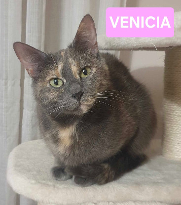 Adopter Venicia