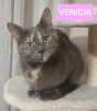 Venicia
