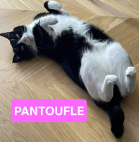Adopter  chat : Pantoufle