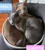 Perly et popette