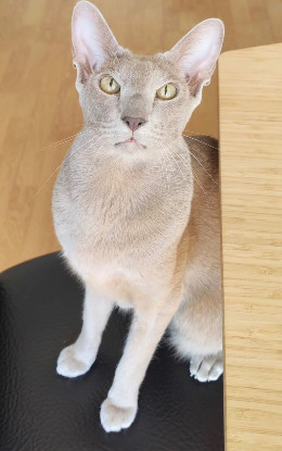 Adopter Perly et popette