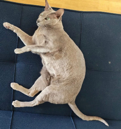 Adopter Perly et popette