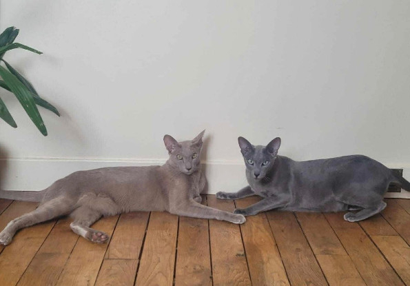 Adoption Perly et popette