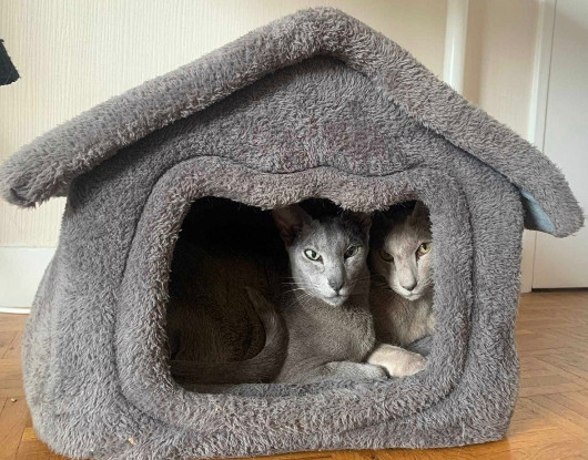 Adoption Perly et popette