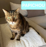 Adopter  chat : Papichou