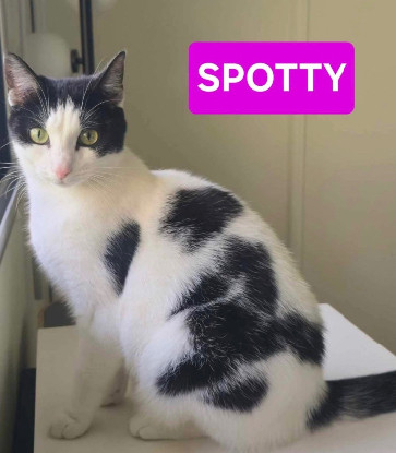 Adopter Spotty