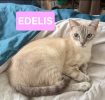 Edelis