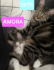 Qita et amora