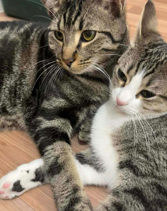 Adopter Qita et amora