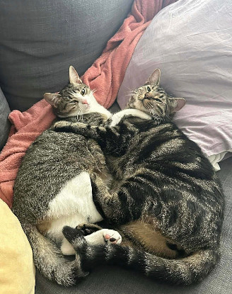 Adopter Qita et amora