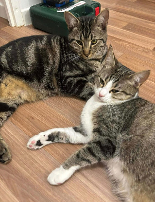 Adoption Qita et amora