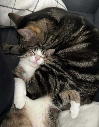 Adoption Qita et amora