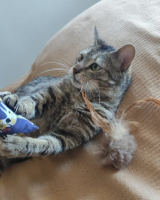 Adopter  chat : Marley