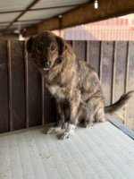 Adopter  chien : Calie