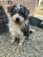 Adopter  chien : Bounty