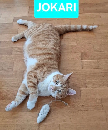 Adopter Jokari pas de frais d