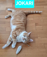 Adopter  chat : Jokari pas de frais d
