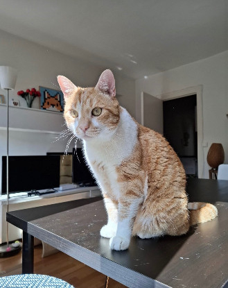 Adopter Jokari pas de frais d