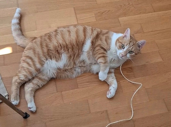 Adopter Jokari pas de frais d