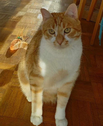 Adoption Jokari pas de frais d