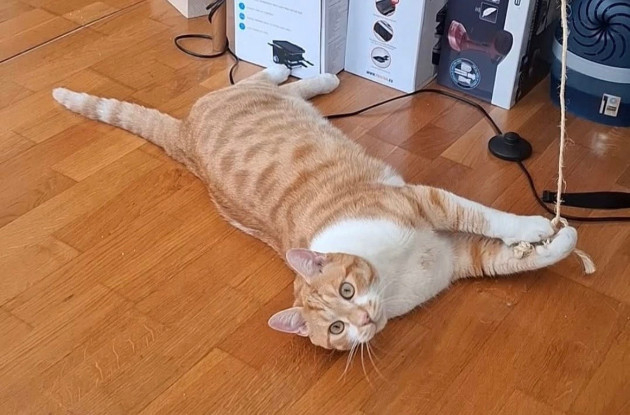 Adoption Jokari pas de frais d